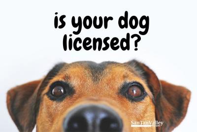 Mono County Dog Licensing